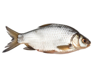 Fototapeta premium Close-up of a freshwater fish showcasing its details and texture. Transparent background
