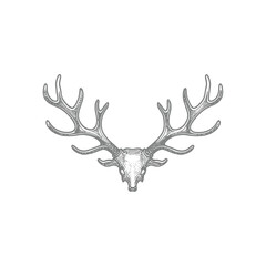 Detailed Illustration of a Deer Skull and Antlers