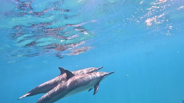 Two spinner dolphins cruise through the blue waters off the coast of Hawaii.
