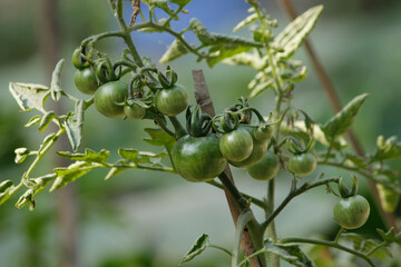 green olives on tree