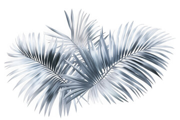 Silver palm leaves fronds tropical plant exotic foliage botanical illustration decoration isolated on transparent background