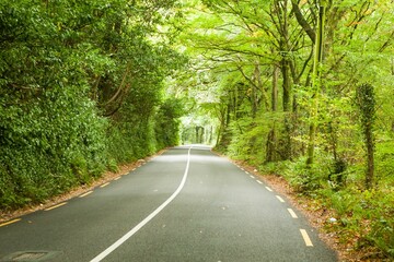 Fototapeta premium Flat illustration showing winding asphalt road with white center line, yellow dashes among trees