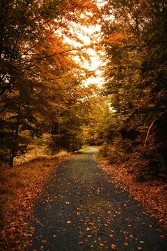 Fototapeta Winding gravel trail is curving through flat design deciduous forest scene, with autumn leaves