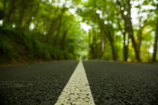 Fototapeta Flat design showing white center line drawing eye along asphalt road cutting through green canopy