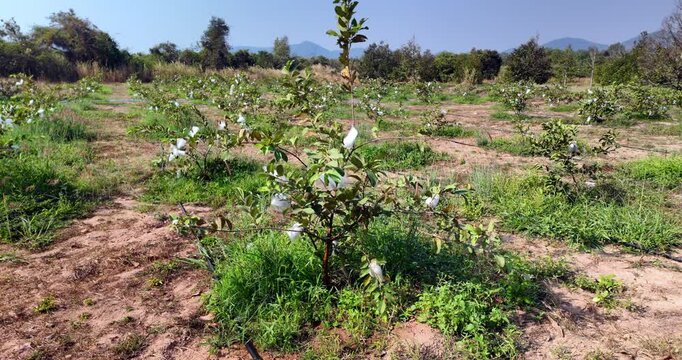 Field planted with numerous rows of young guava trees , around the base of the trees, an irrigation system, with black and blue pipes running along the rows, is visible.