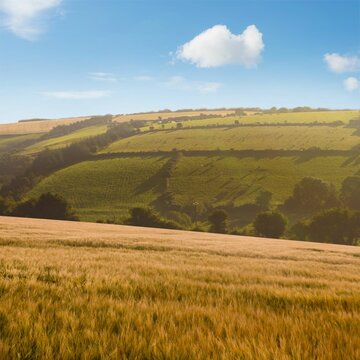 Fototapeta Golden wheat field is swaying across flat design countryside with rolling hills, hedgerows, clouds