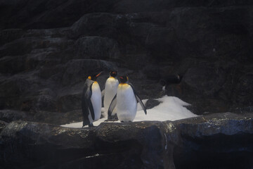 Penguins gather on a rocky shore in an indoor habitat