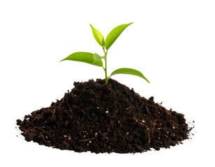 Small green plant emerging from dark soil