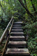 World Heritage, Shirakikumo Gorge Primeval Forest, Yakushima, Kagoshima Prefecture, Japan