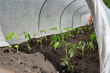 Small garden with young tomato plants covered by protective fabric in a rural backyard during early...