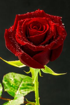 Fototapeta Red rose with water drops