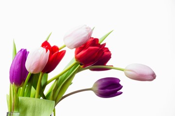 Flat design is showing multicolored tulip bouquet in glass vase on white backdrop, copy space