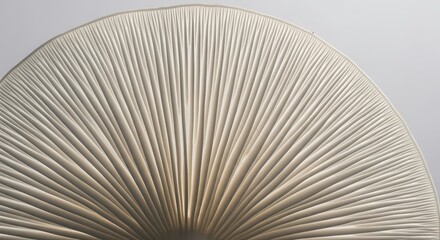 Mushroom Gills Closeup View