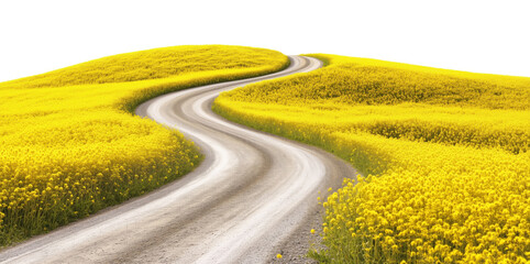 Curving asphalt road winding through vibrant yellow flower fields isolated on transparent background