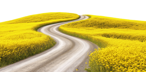 Curving asphalt road winding through vibrant yellow flower fields isolated on transparent background