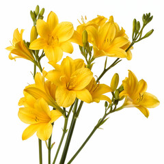 Fototapeta premium Yellow flowers isolated on transparent background 