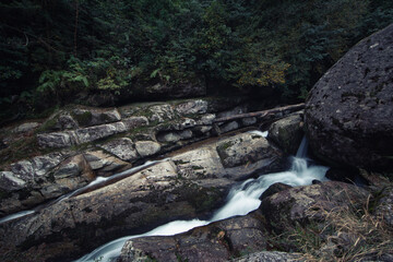 World Heritage, Shirakikumo Gorge Primeval Forest, Yakushima, Kagoshima Prefecture, Japan