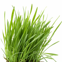 Fototapeta premium Grass isolated on transparent background 