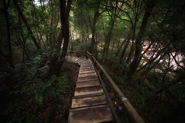 World Heritage, Shirakikumo Gorge Primeval Forest, Yakushima, Kagoshima Prefecture, Japan