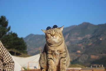 Chubby tabby cat wearing sunglasses in the mountains