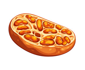 Natural Bean Slice Graphics with Clean Design