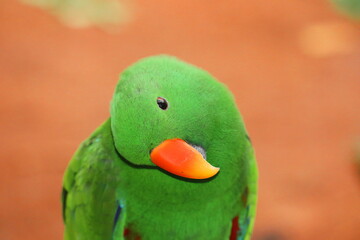 Vivid Close-Up Portrait of Male Eclectus Parrot – Bright Green Plumage, Striking Orange Beak, Intelligent and Tame Exotic Bird in Aviary – Wildlife Photography for Nature and Bird Lovers