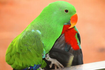Endangered Male Moluccan Eclectus Parrot Close-Up – Bright Emerald Green Plumage, Native to Maluku Islands – Wildlife Conservation, Protected Species in Sanctuary – Exotic Bird Portrait