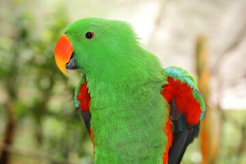 Endangered Male Moluccan Eclectus Parrot Close-Up – Bright Emerald Green Plumage, Native to Maluku Islands – Wildlife Conservation, Protected Species in Sanctuary – Exotic Bird Portrait