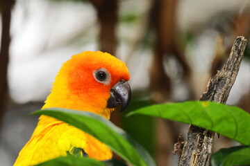 Captivating close-up portrait of a curious, tame, and friendly Sun Conure, an endangered and protected species. Vibrant Sun Conure Headshot, Bright Orange and Yellow Feathers. 
