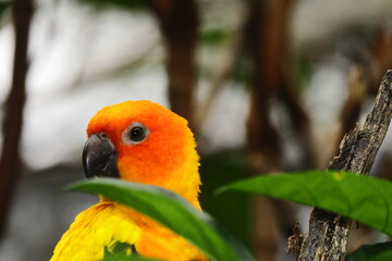 Captivating close-up portrait of a curious, tame, and friendly Sun Conure, an endangered and protected species. Vibrant Sun Conure Headshot, Bright Orange and Yellow Feathers. 