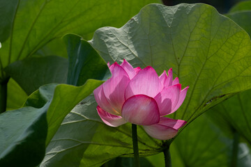 蓮の花