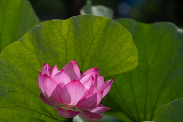 Fototapeta premium 蓮の花