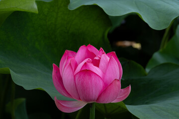 蓮の花