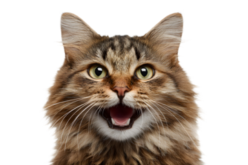 Angry and surprised cat isolated on transparent png background with a funny and excited expression.