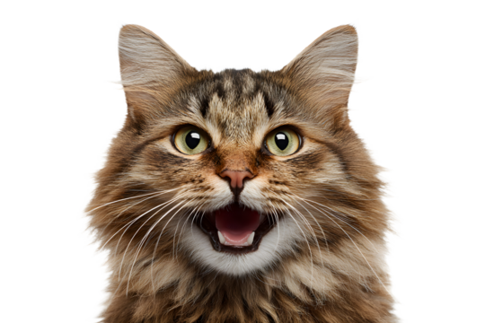 Angry and surprised cat isolated on transparent png background with a funny and excited expression.