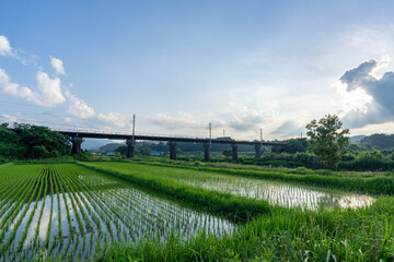 Fototapeta premium 稲田と鉄橋、光の午後