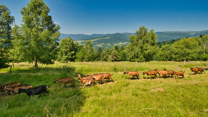 Hohrodberg in den Vogesen im Sommer