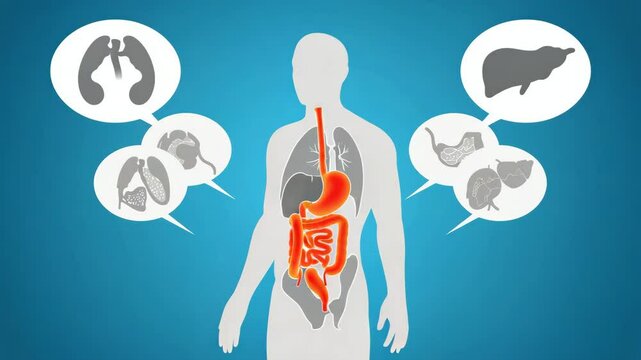 Medical infographic showing human digestive system highlighted in red with related organ callouts on blue background.