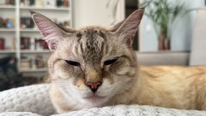portrait of a cat
