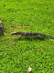 alligator in the grassA brown and black monitor lizard with yellow stripes walks on a green lawn in a park.