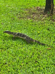 alligator in the grassA brown and black monitor lizard with yellow stripes walks on a green lawn in a park.