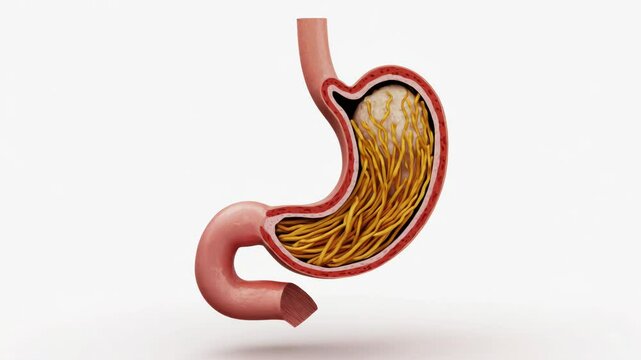Cross-sectional view of human stomach showing internal anatomy with parasitic worms infestation in digestive tract.