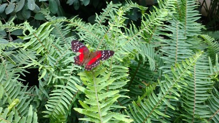 Red Admiral Butterfly on a fern