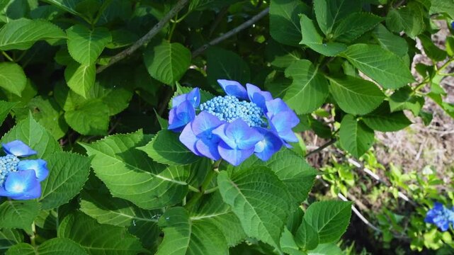 Slow Pan of Blue-Purple Lacecap Hydrangeas in Bloom