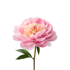 Beautiful peony flower on a transparent background