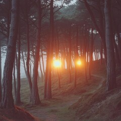 Misty Forest Path Illuminated By Golden Sunlight