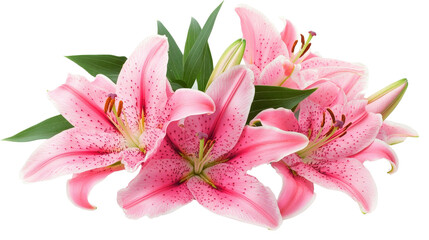 Naklejka premium Pink lily flower Transparent background, PNG