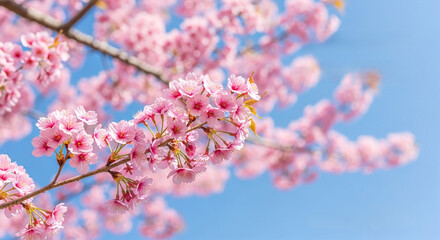 Obraz premium Pink cherry blossoms against blue sky.