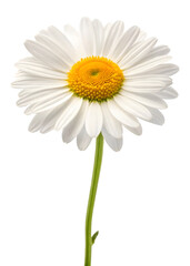 Daisy flower isolated on a transparent background