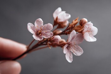  A close up of a person's hand holding a branch of pink flowers
